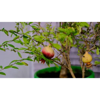 Pomegranate Plant